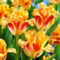 Тюльпан Джоинт Дивижн Тюльпан Джоинт Дивижн фото