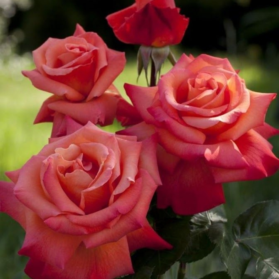 Роза штамбовая Кристофор Колумб - Dolina-Sad.Ru