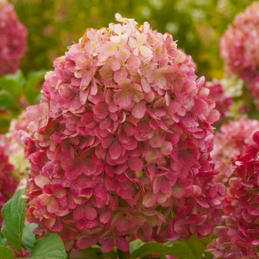 Гортензия метельчатая Краса Лесково на штамбе Гортензия метельчатая Краса Лесково на штамбе - Dolina-Sad.Ru