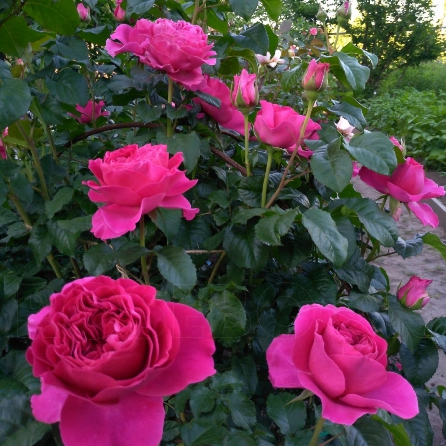 Роза Кейт - Dolina-Sad.Ru