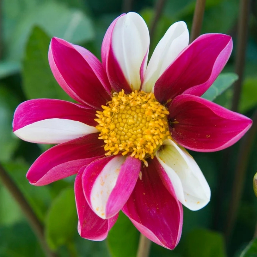 Георгина Твайнингс Смарти - Dolina-Sad.Ru