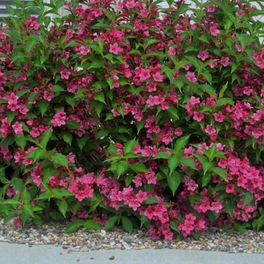 Вейгела Румба, С3 Вейгела Румба, С3 - Dolina-Sad.Ru