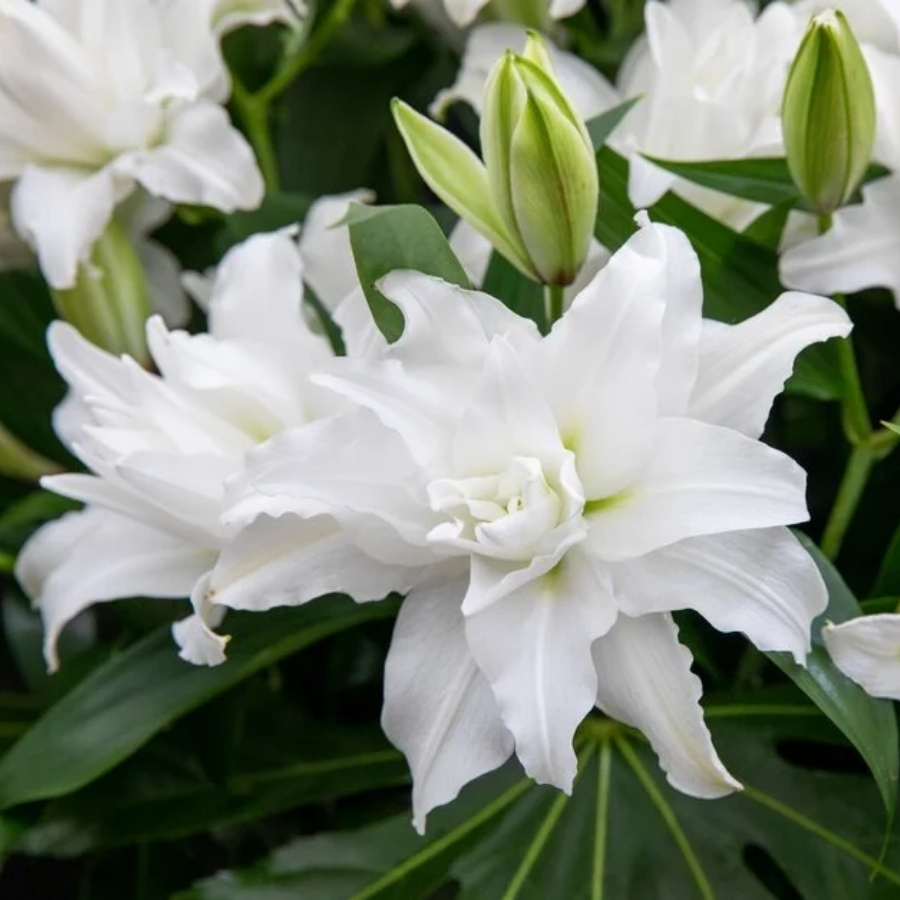 Лилия Роузлили Анджела Лилия Роузлили Анджела - Dolina-Sad.Ru