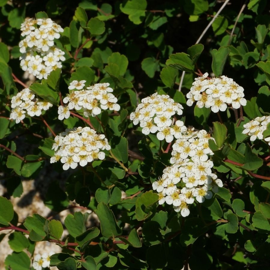 Спирея трехлопастная, С2 - Dolina-Sad.Ru