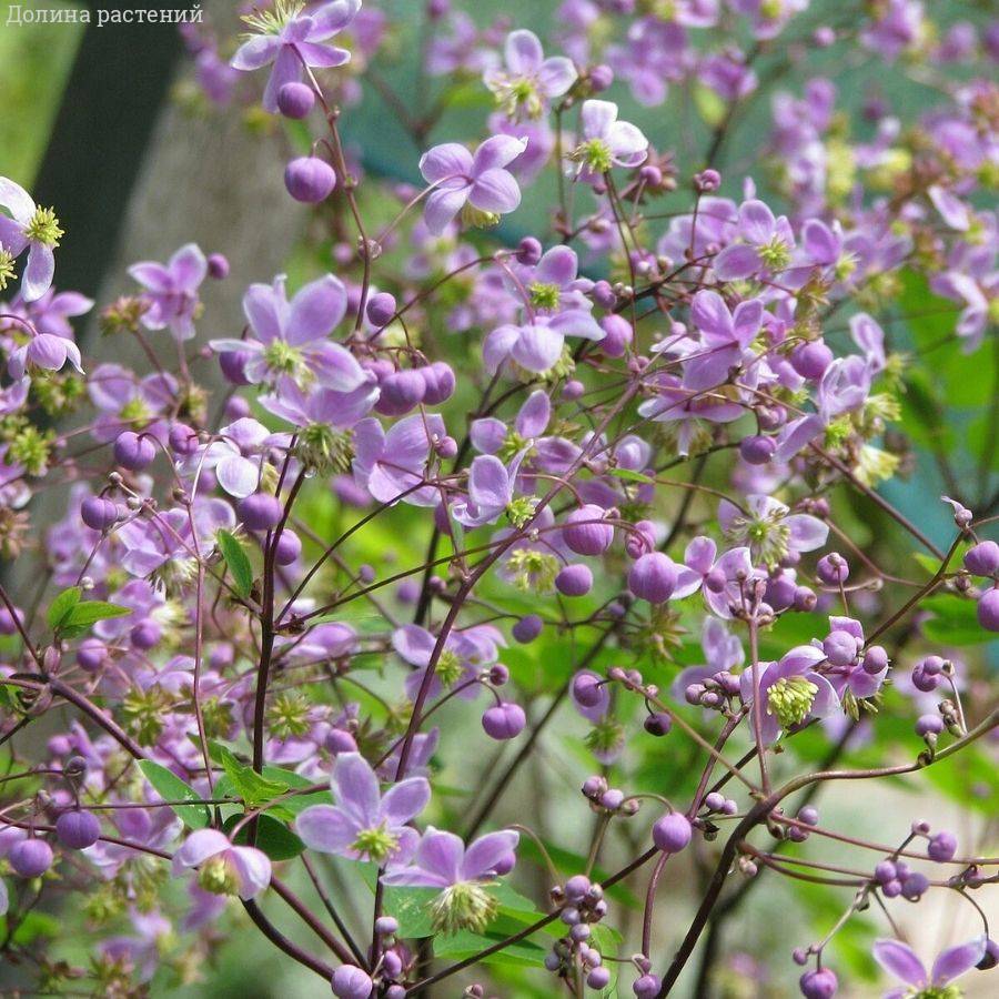 Василистник делавея - Dolina-Sad.Ru
