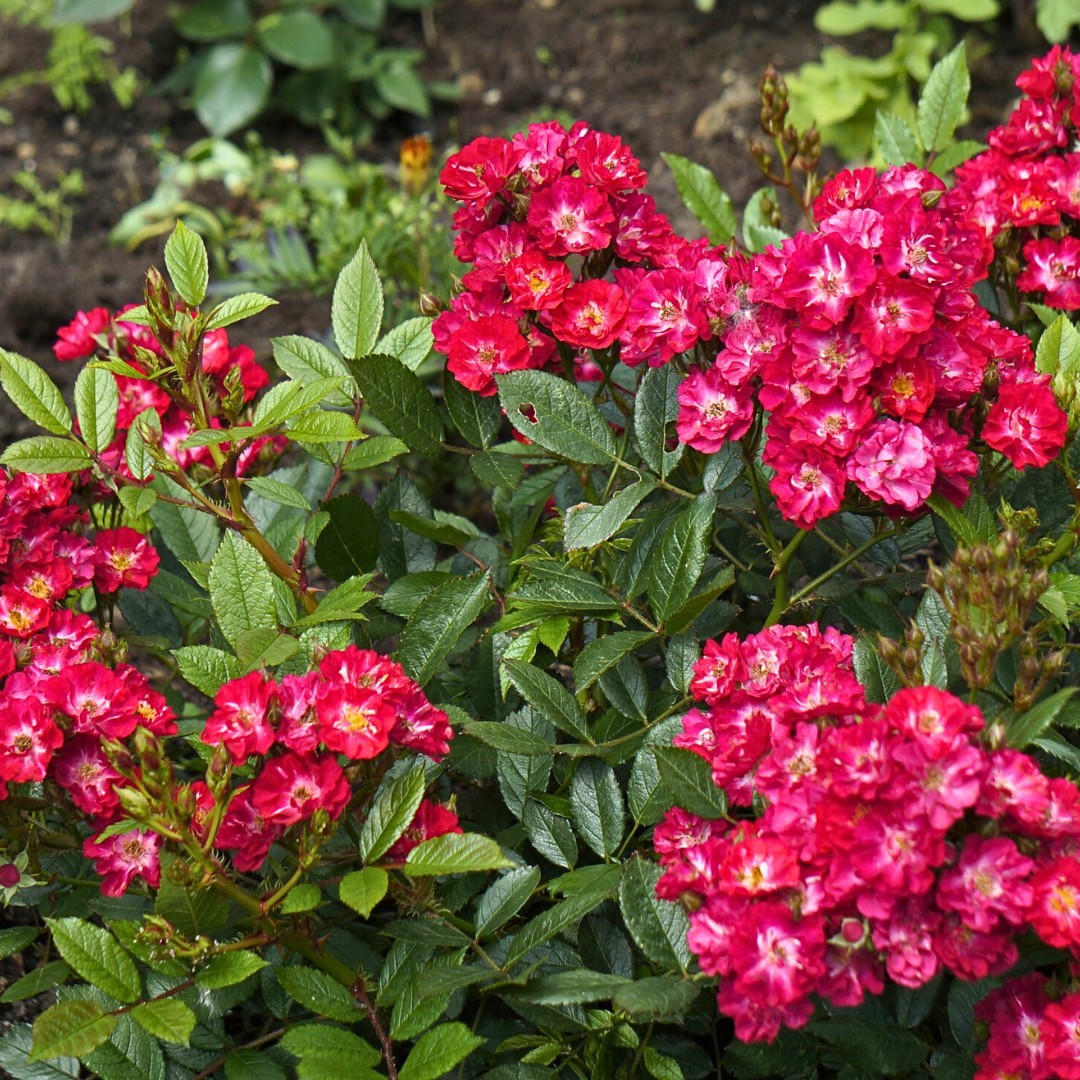 Роза Иониум в горшке - Dolina-Sad.Ru