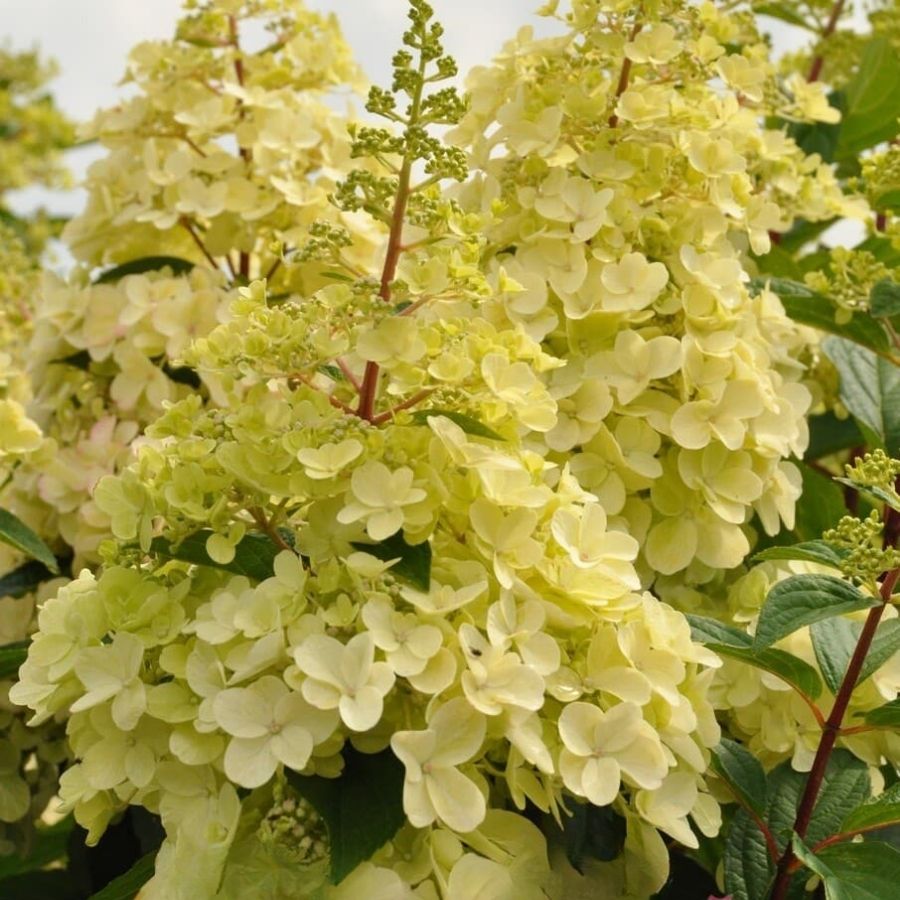 Гортензия метельчатая Канделайт на штамбе Гортензия метельчатая Канделайт на штамбе - Dolina-Sad.Ru