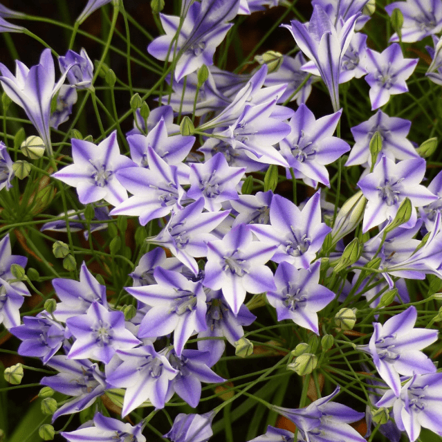 Трителейя Руди Трителейя Руди фото