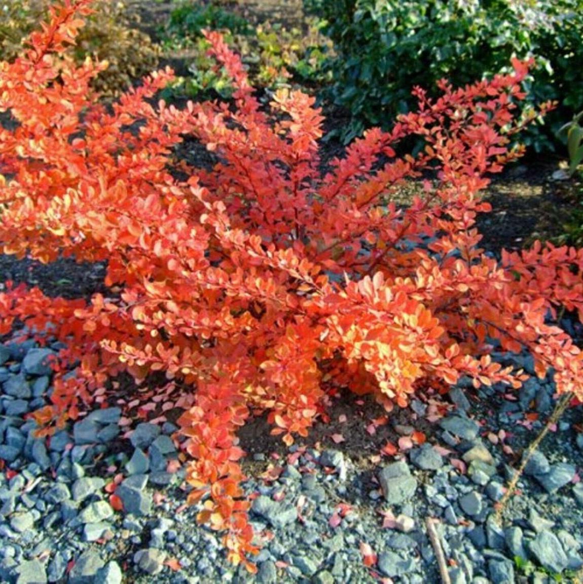 Барбарис тунберга Оранж Карпет Барбарис тунберга Оранж Карпет - Dolina-Sad.Ru