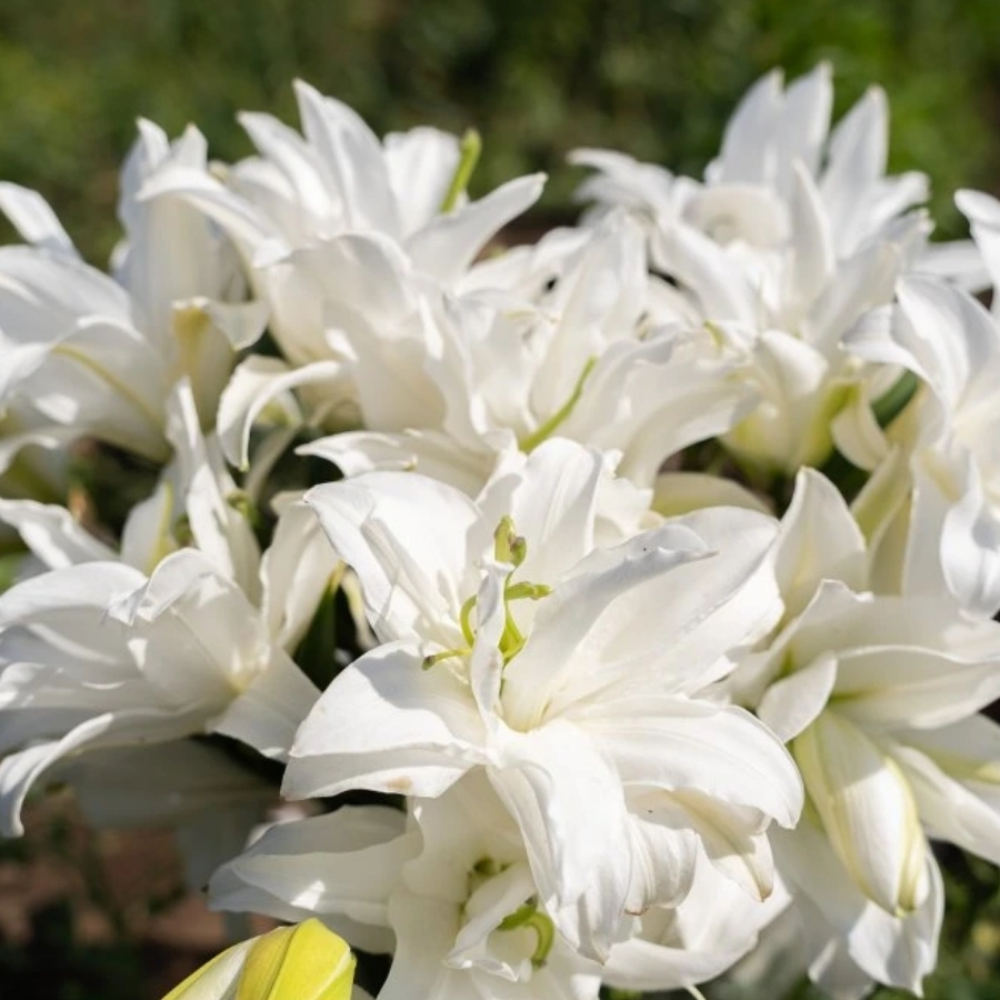 Лилия Роузлили Тирза Лилия Роузлили Тирза - Dolina-Sad.Ru