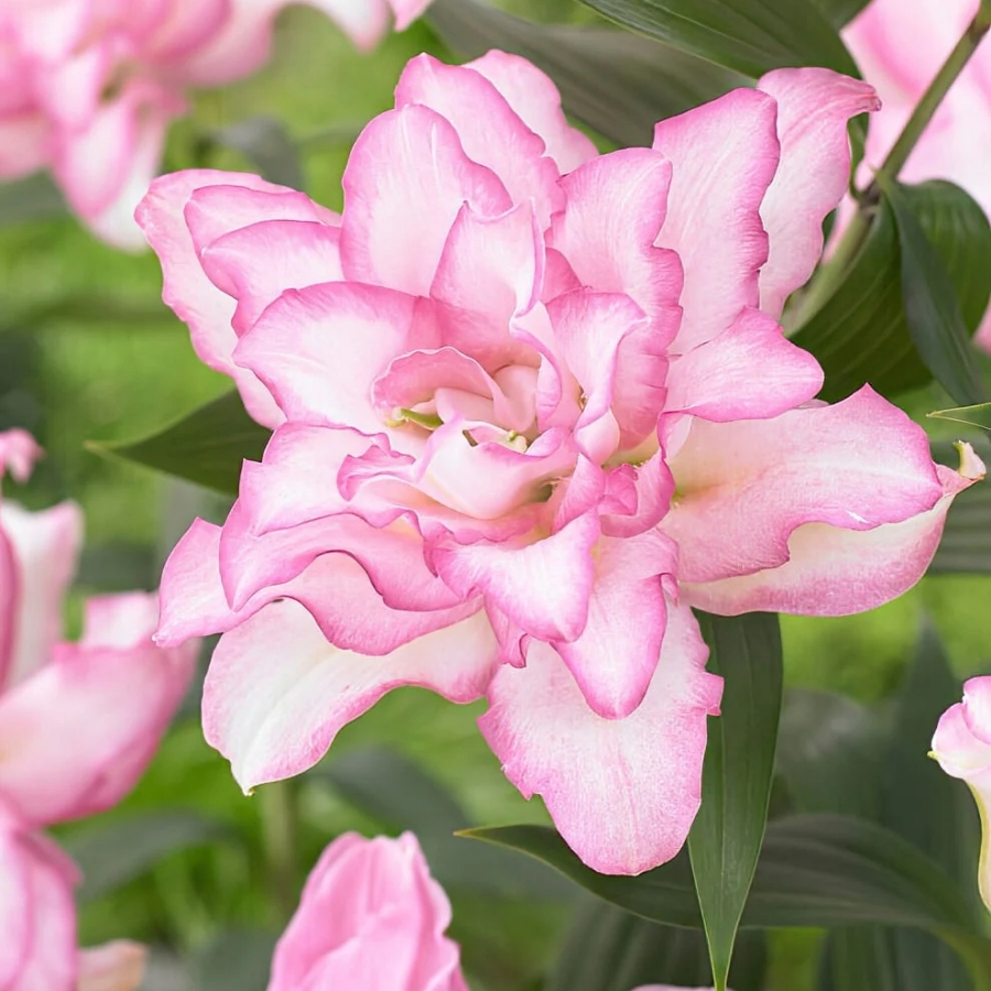 Лилия Роузлили Аннушка Лилия Роузлили Аннушка - Dolina-Sad.Ru