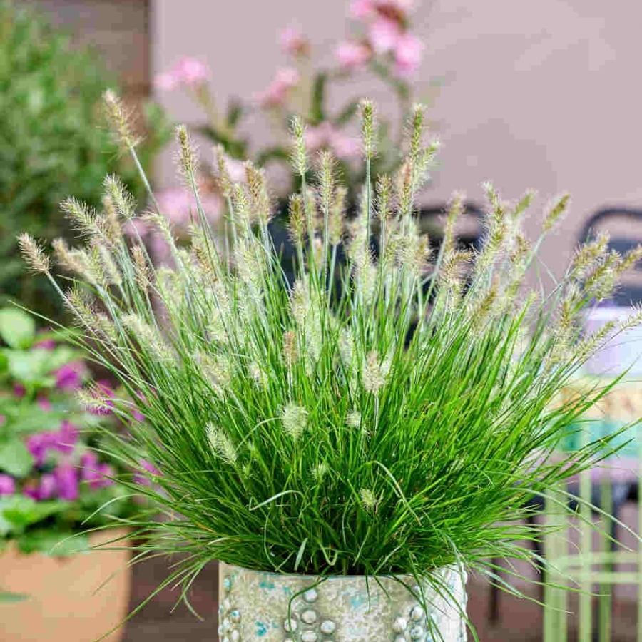 Пеннисетум лисохвостный Тайни Твинглер Пеннисетум лисохвостный Тайни Твинглер - Dolina-Sad.Ru