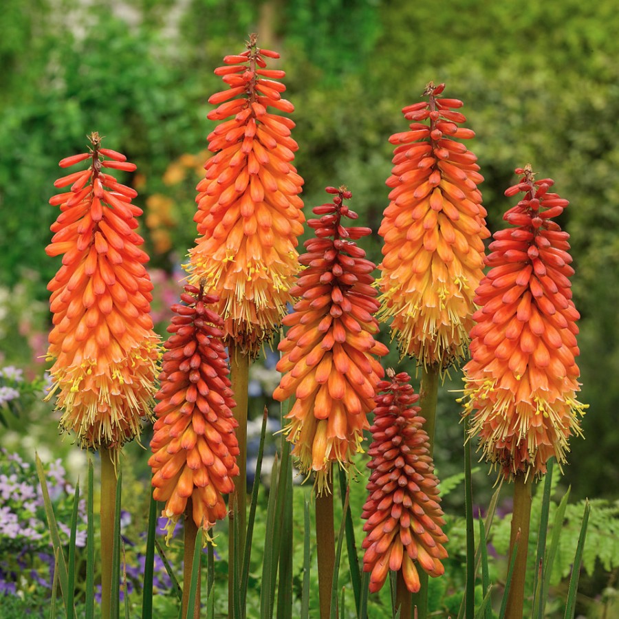 Книфофия Альказар - Dolina-Sad.Ru