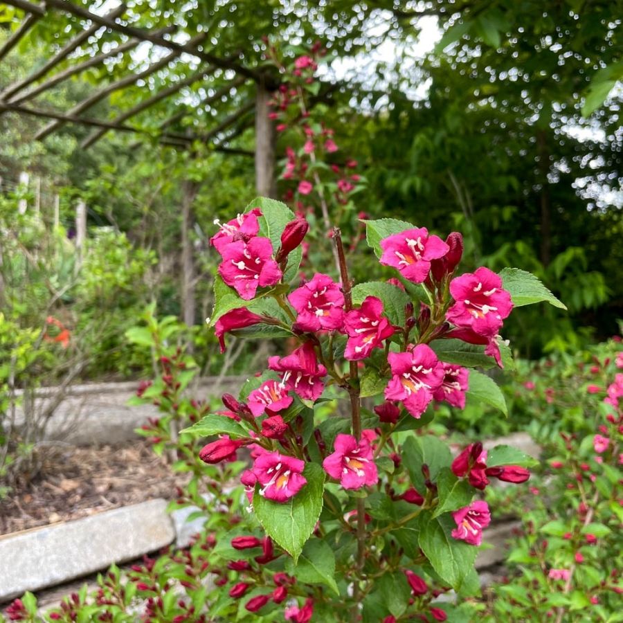 Вейгела Эвита, С3 Вейгела Эвита, С3 - Dolina-Sad.Ru