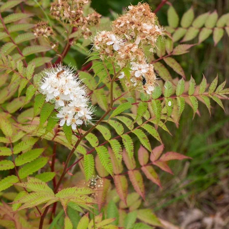 Рябинник рябинолистный Сэм, С3 Рябинник рябинолистный Сэм, С3 - Dolina-Sad.Ru