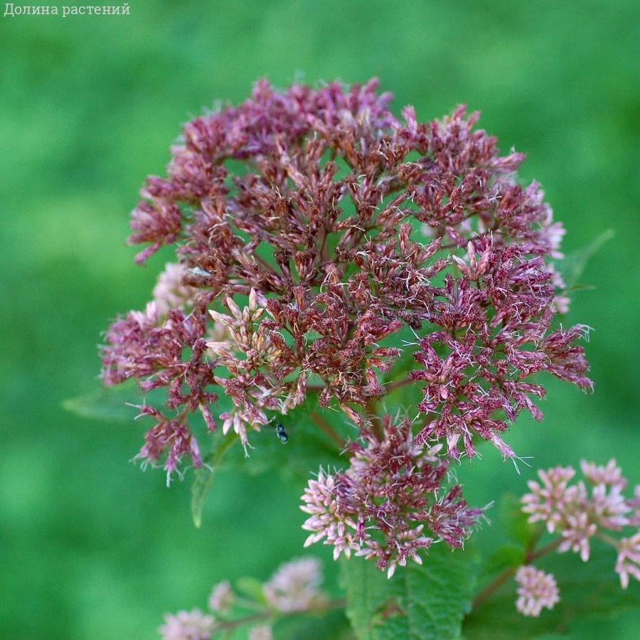 Посконник Литл Джо - Dolina-Sad.Ru