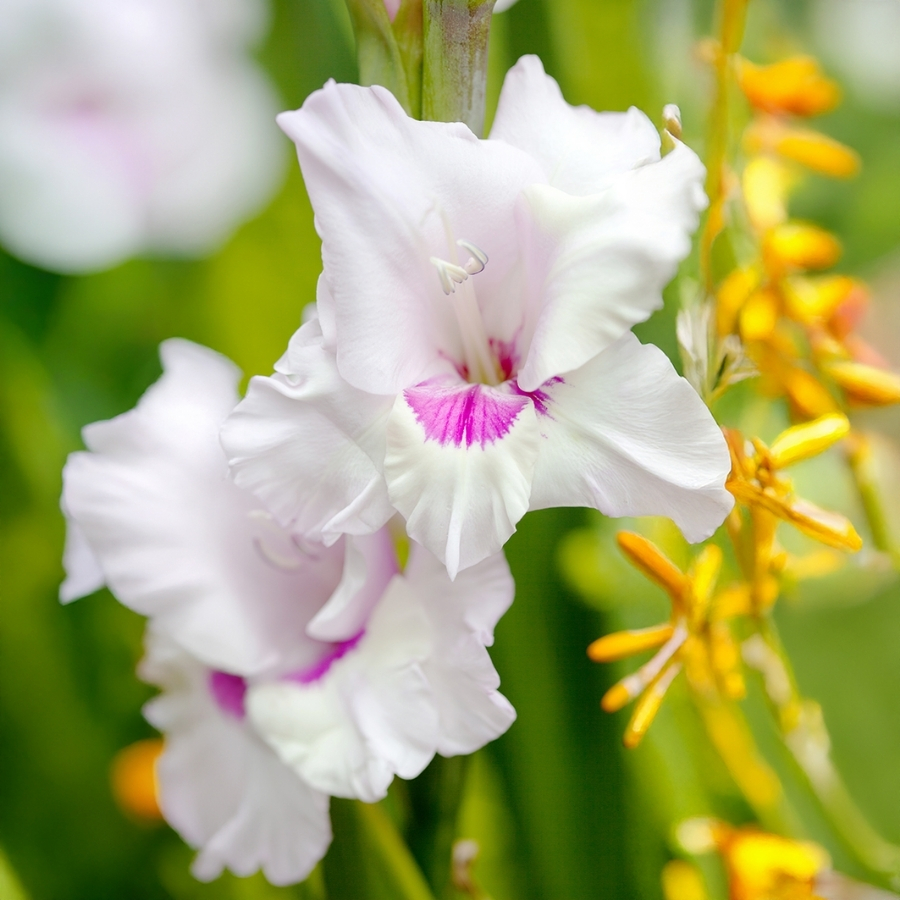 Гладиолус Норма Джин - Dolina-Sad.Ru