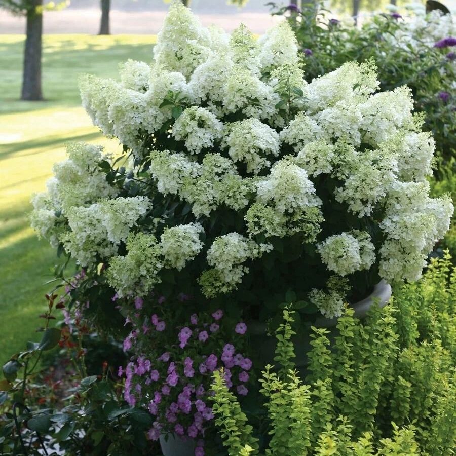 Гортензия метельчатая Дегудо, С3 Гортензия метельчатая Дегудо, С3 - Dolina-Sad.Ru