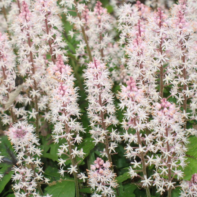 Тиарелла Айрон Баттерфляй , С1,5 Тиарелла Айрон Баттерфляй , С1,5 фото