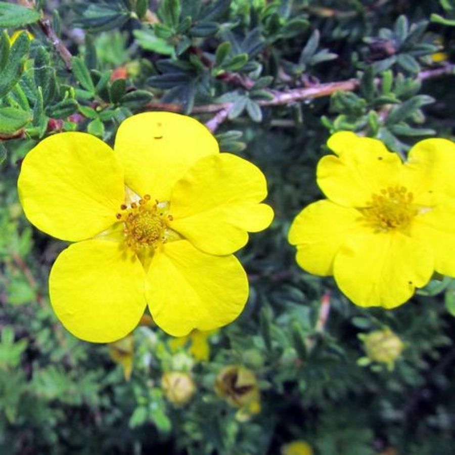 Лапчатка кустарниковая Клондайк, С3 - Dolina-Sad.Ru