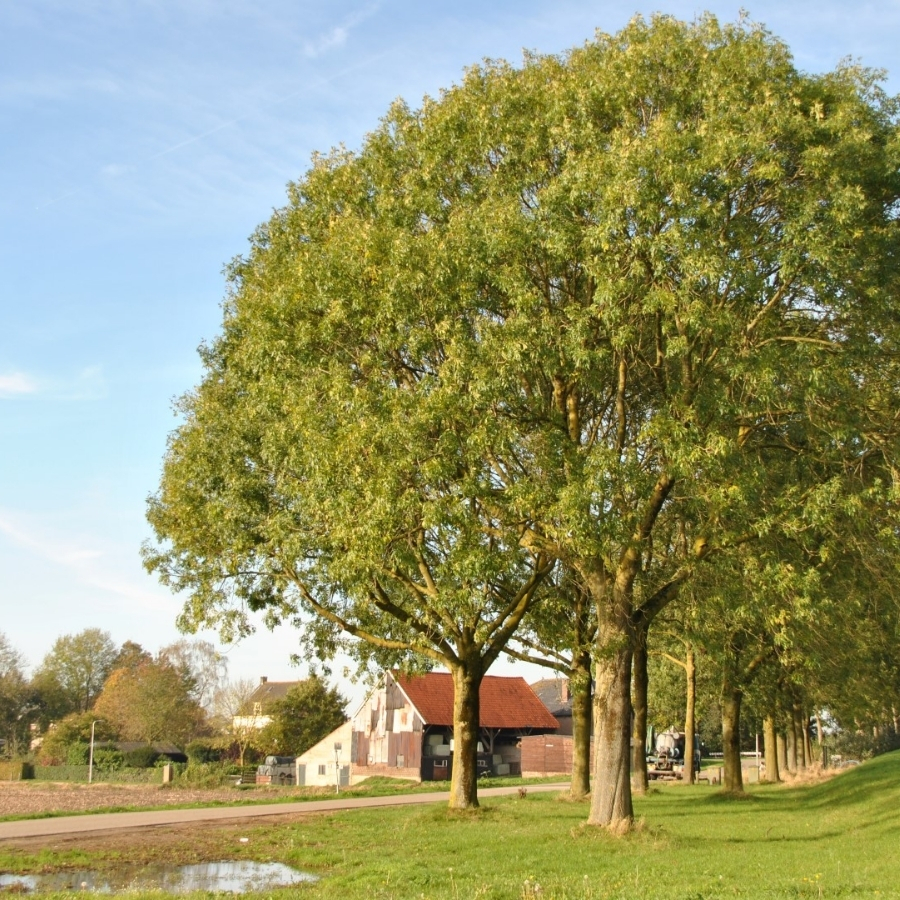Ясень обыкновенный, С3 Ясень обыкновенный, С3 - Dolina-Sad.Ru