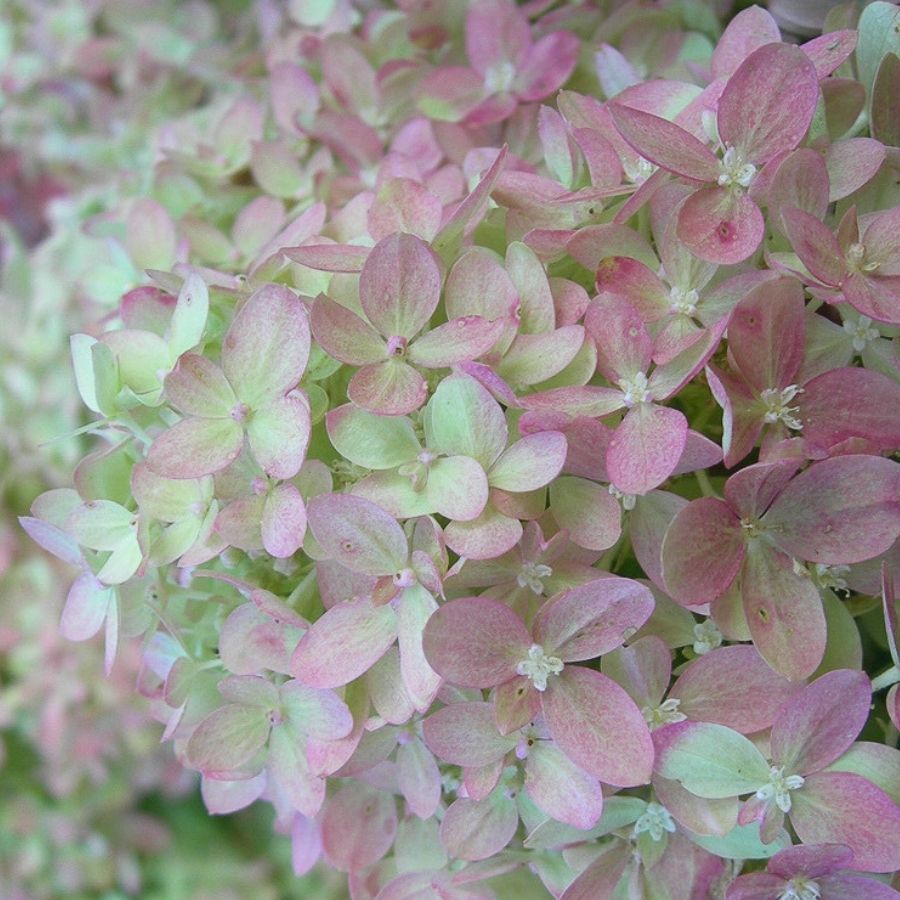 Гортензия метельчатая Мэджикал Лайм Спаркл, С3 Гортензия метельчатая Мэджикал Лайм Спаркл, С3 - Dolina-Sad.Ru