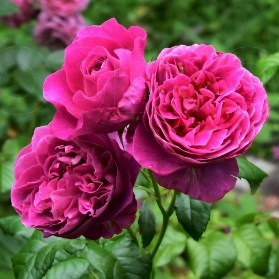 Роза Кейт - Dolina-Sad.Ru