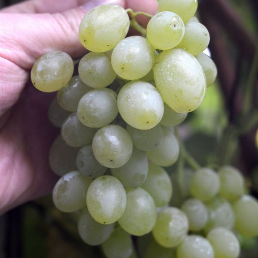 Виноград Регал - Dolina-Sad.Ru