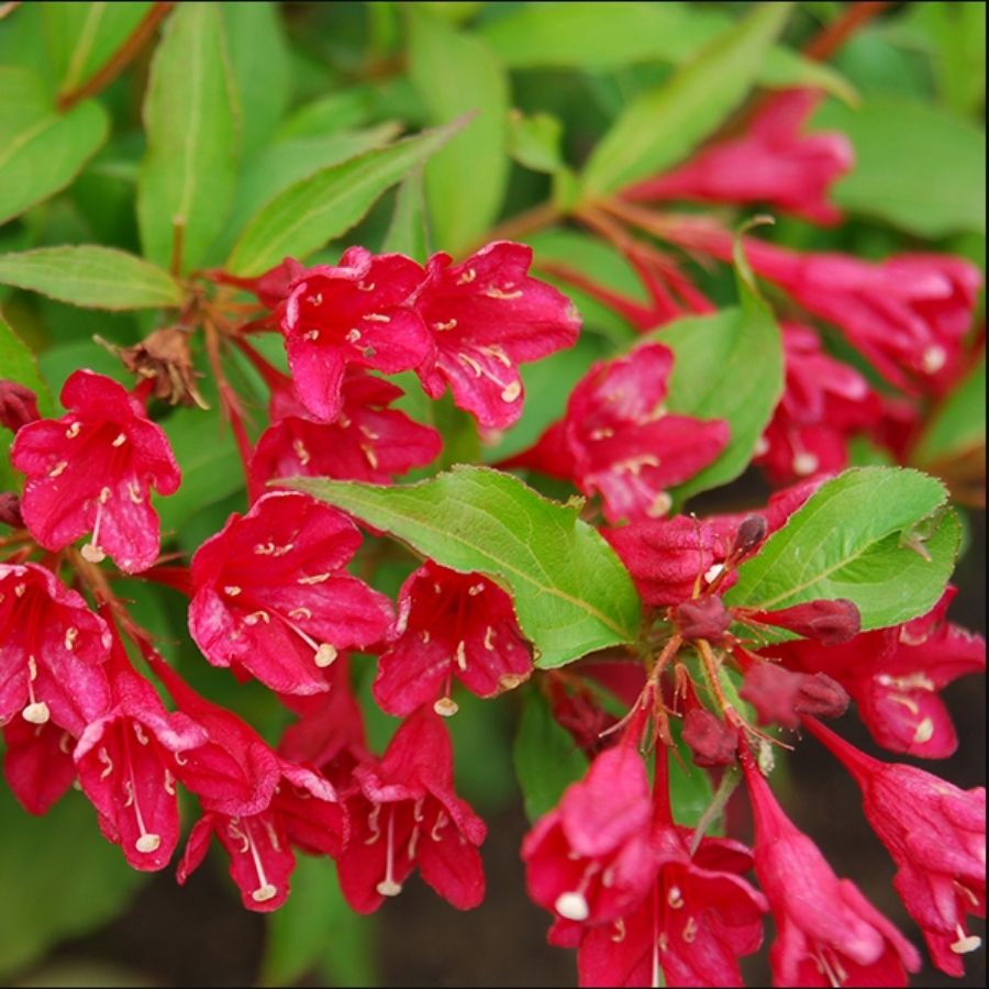 Вейгелла Нью Порт Рэд, С3 Вейгелла Нью Порт Рэд, С3 - Dolina-Sad.Ru