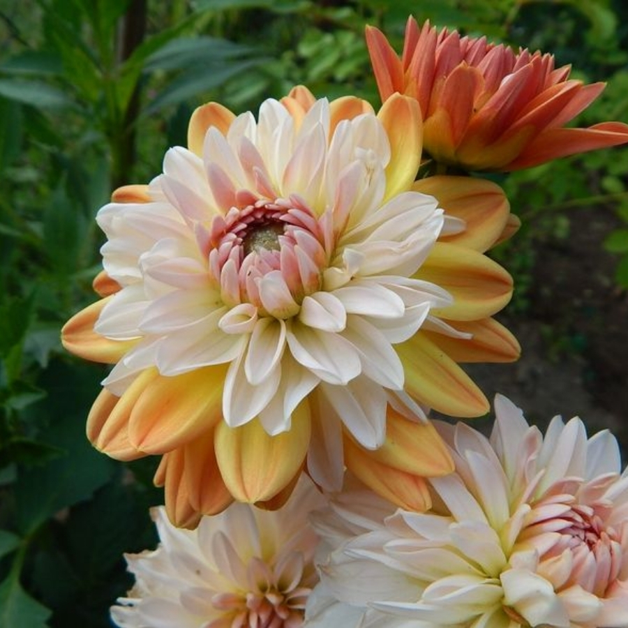 Георгина Коуп де Солеил - Dolina-Sad.Ru