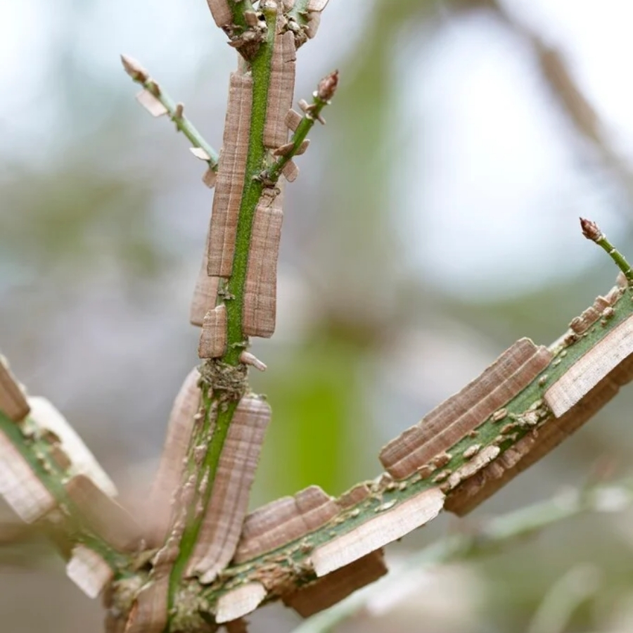 Бересклет крылатый, С3 Бересклет крылатый, С3 - Dolina-Sad.Ru