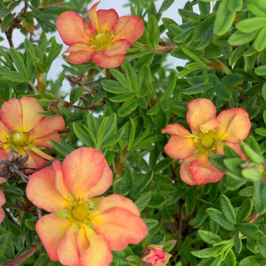 Лапчатка кустарниковая Белла Эппл, С2 - Dolina-Sad.Ru