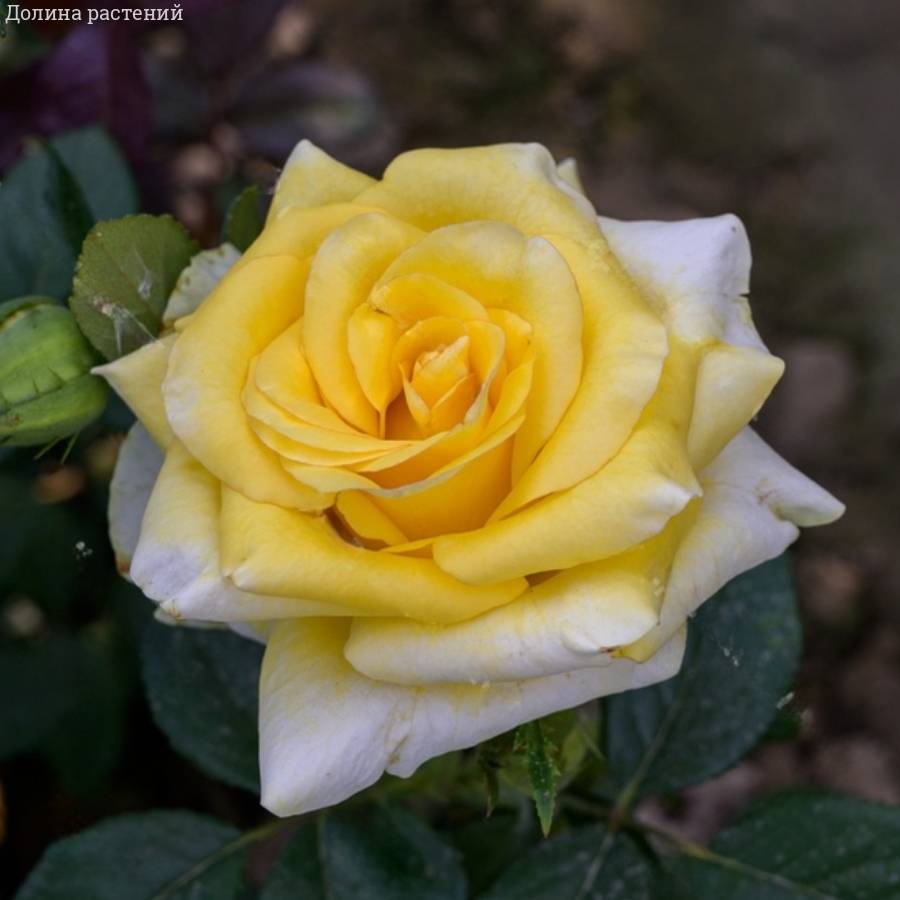 Роза Саммер в горшке - Dolina-Sad.Ru