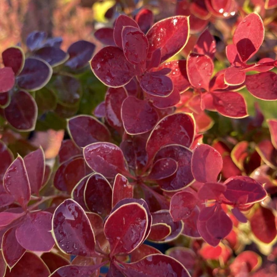 Барбарис Тунберга Чикита, С2 Барбарис Тунберга Чикита, С2 - Dolina-Sad.Ru