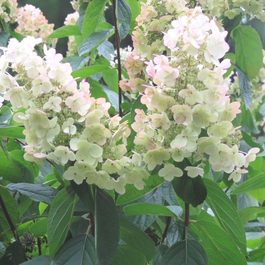 Гортензия метельчатая Мартинвас Гортензия метельчатая Мартинвас - Dolina-Sad.Ru