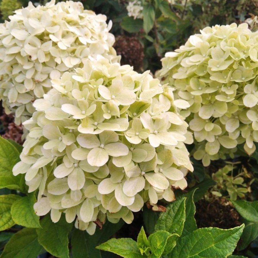 Гортензия метельчатая Литл Пассион, С2 Гортензия метельчатая Литл Пассион, С2 - Dolina-Sad.Ru