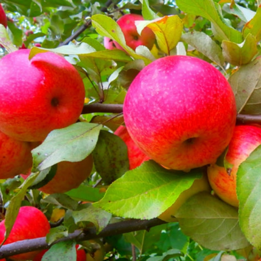 Яблоня Арнабель - Dolina-Sad.Ru