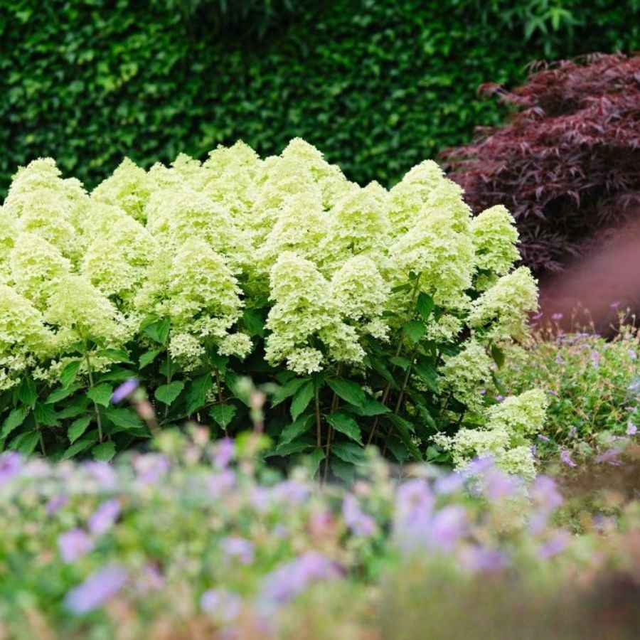 Гортензия метельчатая Мэджикал Лайм Спаркл, С3 Гортензия метельчатая Мэджикал Лайм Спаркл, С3 - Dolina-Sad.Ru