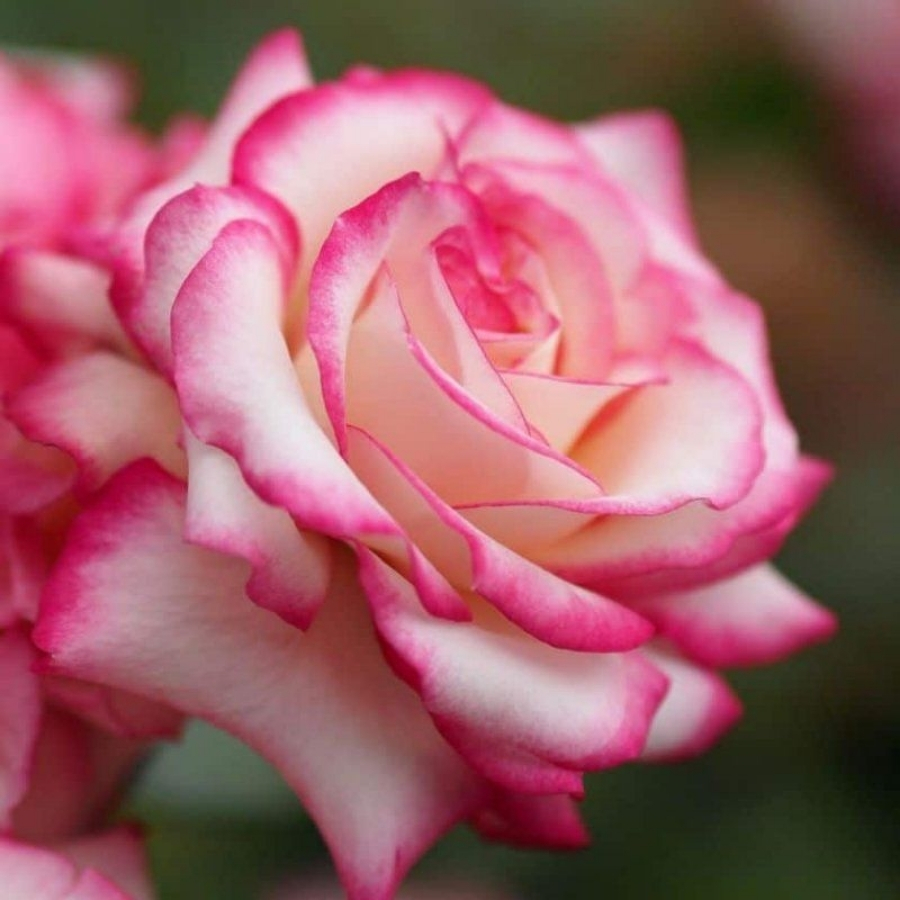 Роза штамбовая Ламинуэтт - Dolina-Sad.Ru