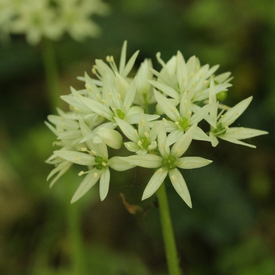 Аллиум медвежий - Dolina-Sad.Ru