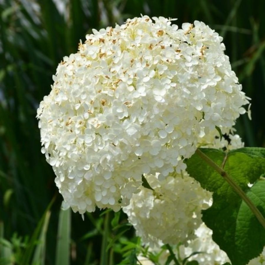 Гортензия древовидная Баунти - Dolina-Sad.Ru