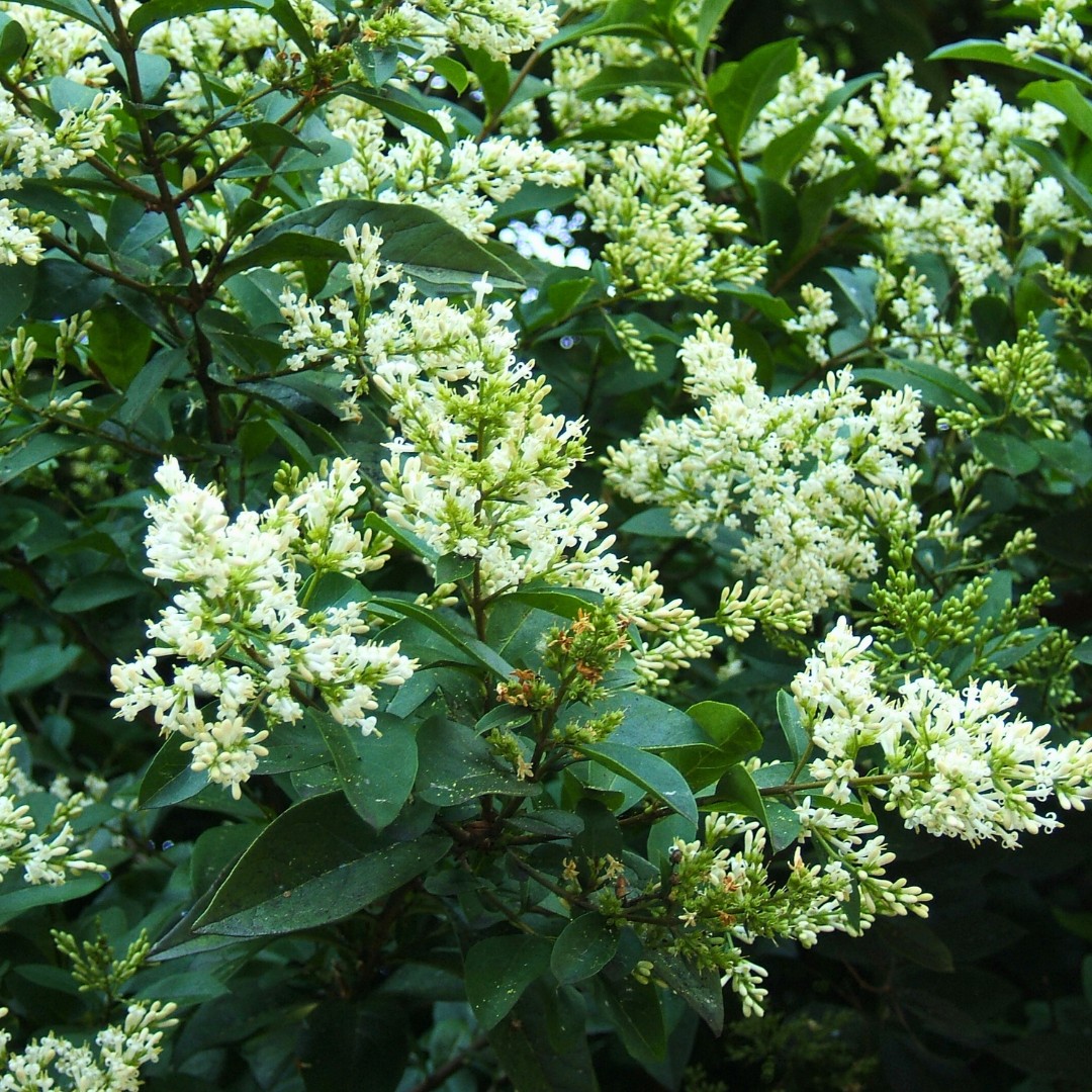 Бирючина обыкновенная Листрум - Dolina-Sad.Ru