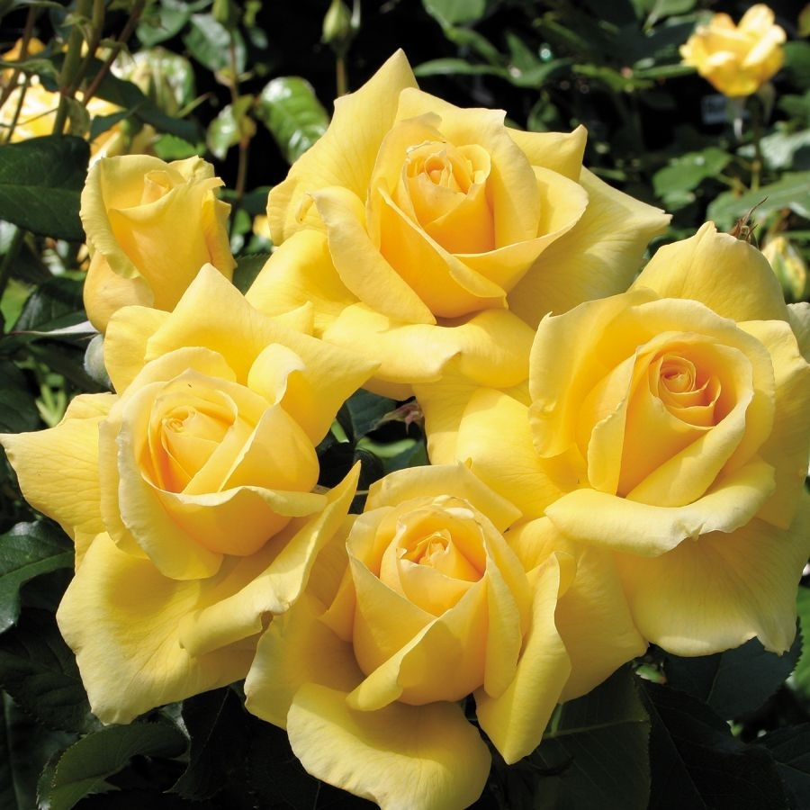 Роза Саммер в горшке - Dolina-Sad.Ru