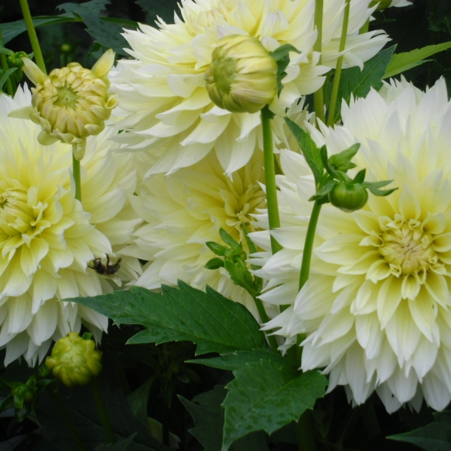 Георгина Мияма Фубуки - Dolina-Sad.Ru