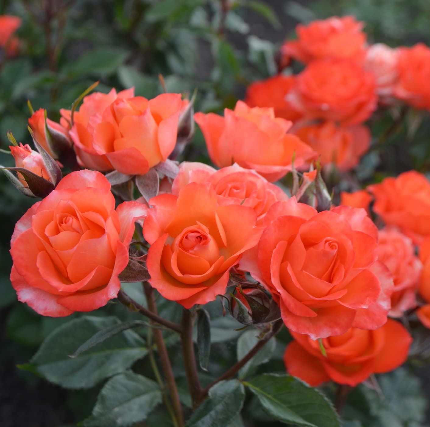 Роза Алегрия в горшке Роза Алегрия в горшке - Dolina-Sad.Ru