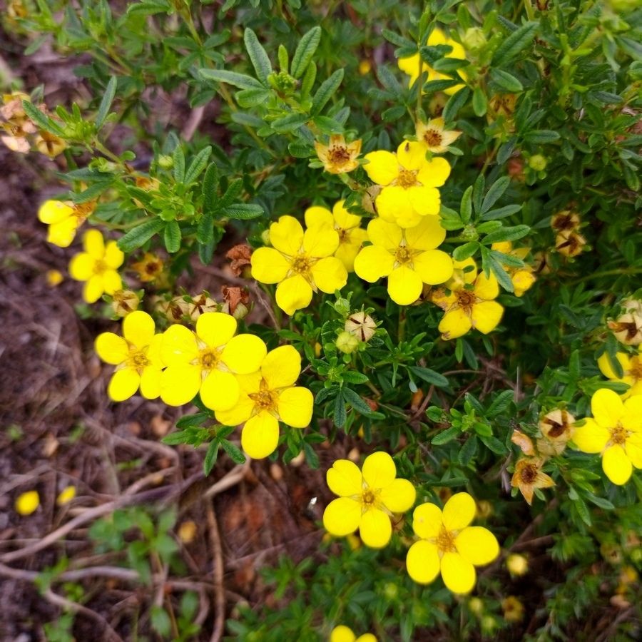 Лапчатка кустарниковая Белла Линдси. С3 - Dolina-Sad.Ru