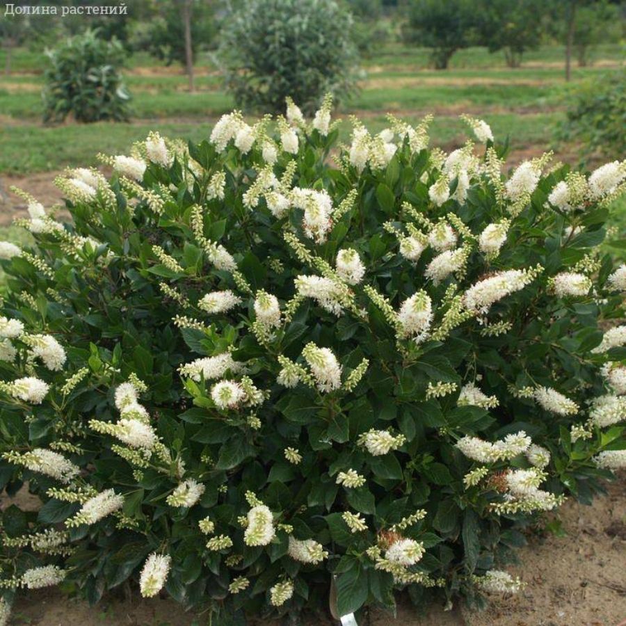 Клетра ольхолистная, С2 Клетра ольхолистная, С2 - Dolina-Sad.Ru