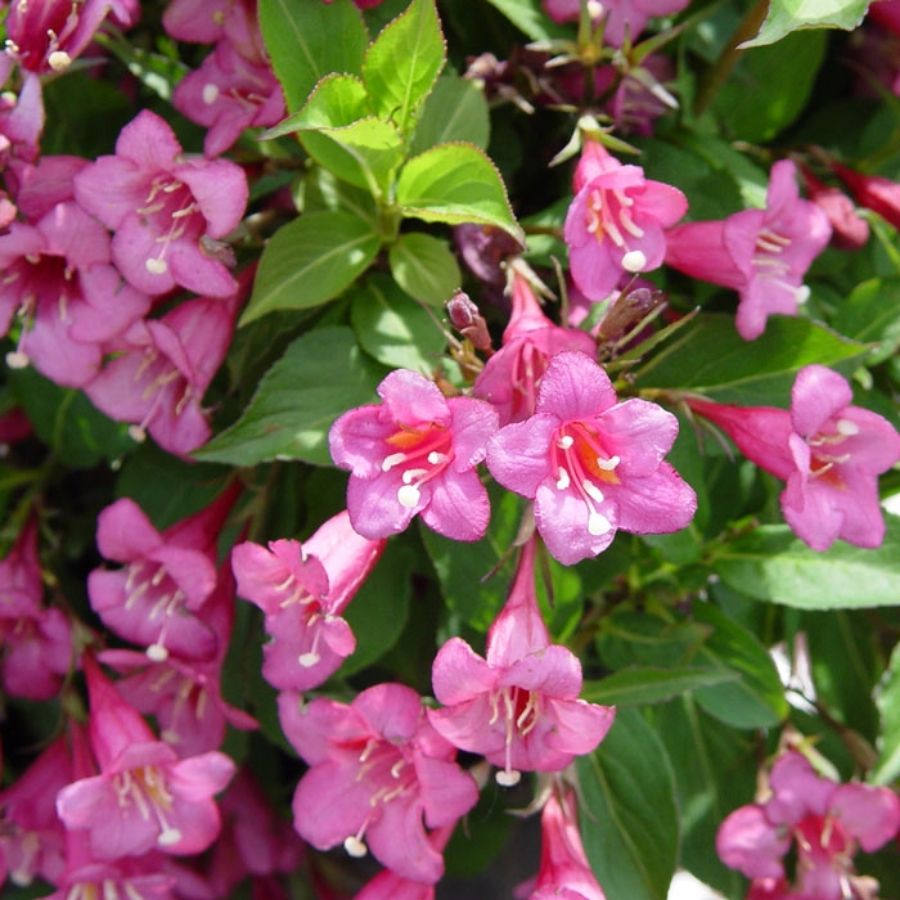 Вейгела Румба, С3 Вейгела Румба, С3 - Dolina-Sad.Ru