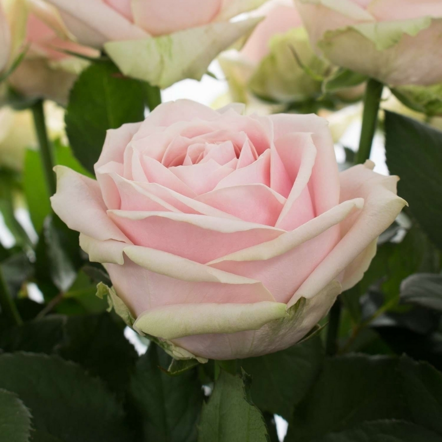 Роза Свит Аваланш - Dolina-Sad.Ru