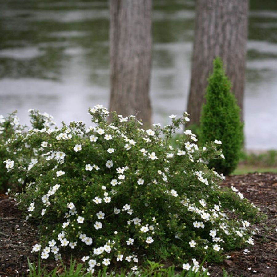 Лапчатка кустарниковая Aбботсвуд, С1,5 - Dolina-Sad.Ru